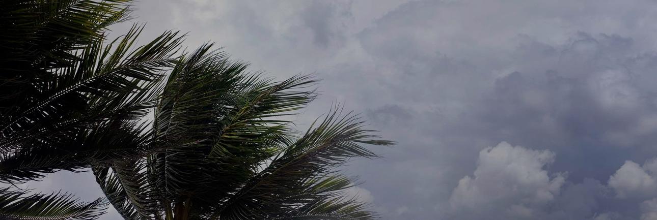 乌云和棕榈树的叶子在风中飞舞