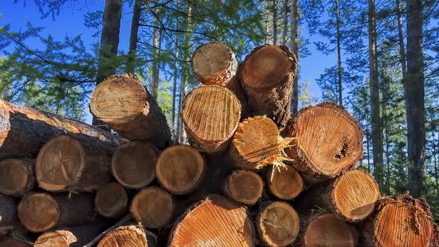 NAHB对木材的行动报告